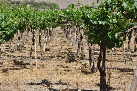 Um dos muitos parreirais no Valle del Elqui, no Chile